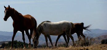 Equestrian ::strong::Center::/strong::